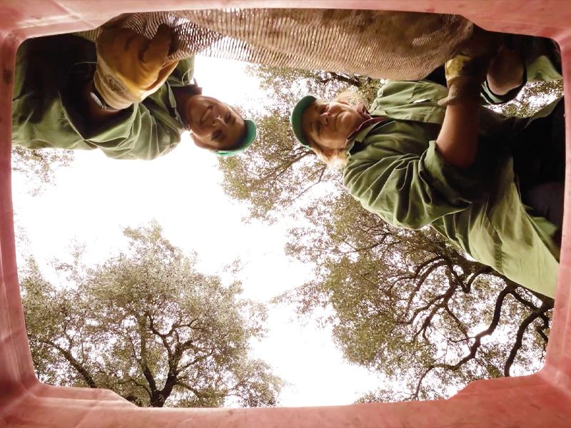 Olearia San Giorgio Spot prodotto